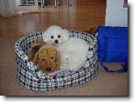 Bichon  poil fris, Bichon Frise