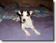 Parson russell terrier \(Dog standard\)