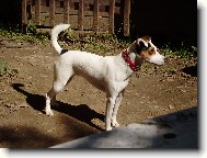Parson russell terrier \(Dog standard\)