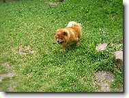 Chow Chow