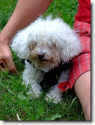 Bichon  poil fris, Bichon Frise