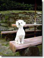 Bichon  poil fris, Bichon Frise