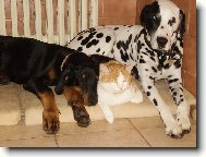 Dobermann, Doberman