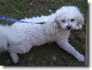 Bichon  poil fris, Bichon Frise