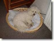 Bichon  poil fris, Bichon Frise