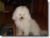 Bichon  poil fris, Bichon Frise