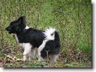 Deutscher spitz - Mittelspitz, German Spitz  Medium size Spitz