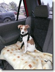 Parson russell terrier \(Dog standard\)