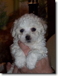 Bichon  poil fris, Bichon Frise