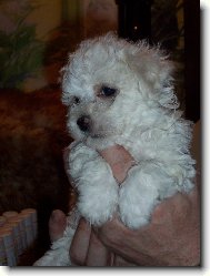Bichon  poil fris, Bichon Frise