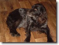 German Spaniel, Deutscher Wachtelhund