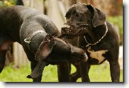Great dane \(Dog standard\)