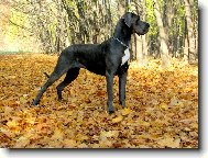 Great dane \(Dog standard\)