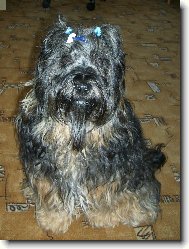 Tibetsk terir