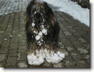 Tibetsk terir