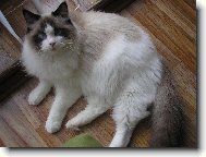 Ragdoll