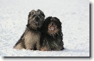 Tibetsk terir