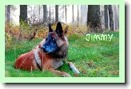 Chien de Berger Belge - Malinois
