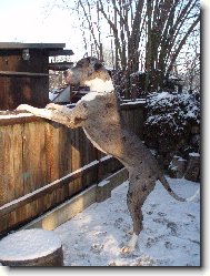 Great dane \(Dog standard\)