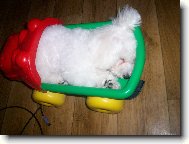Bichon  poil fris, Bichon Frise