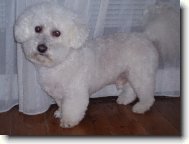 Bichon  poil fris, Bichon Frise