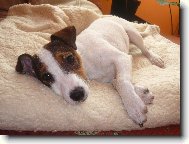 Parson russell terrier \(Dog standard\)