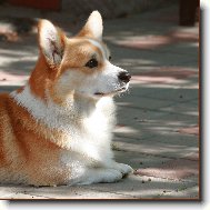 Welsh Corgi Pembroke