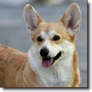 Welsh Corgi Pembroke