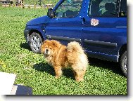 Chow Chow