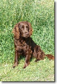German Spaniel, Deutscher Wachtelhund