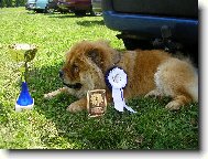 Chow Chow