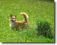 Welsh Corgi Pembroke