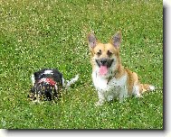 Welsh Corgi Pembroke