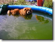 Chow Chow