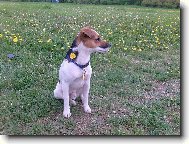 Parson russell terrier \(Dog standard\)