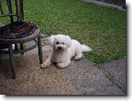 Bichon  poil fris, Bichon Frise