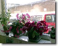 Kohleria