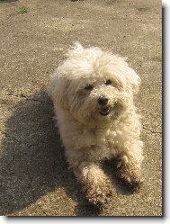 Bichon  poil fris, Bichon Frise