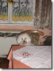 Bichon  poil fris, Bichon Frise