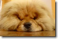 Chow Chow