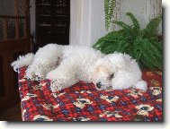 Bichon  poil fris, Bichon Frise