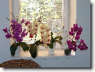 Phalaenopsis
