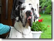 Great dane \(Dog standard\)