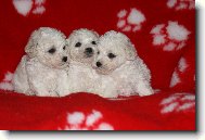 Bichon  poil fris, Bichon Frise