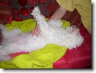 Bichon  poil fris, Bichon Frise
