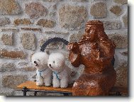 Bichon  poil fris, Bichon Frise