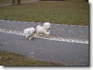 Bichon  poil fris, Bichon Frise
