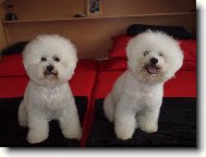 Bichon  poil fris, Bichon Frise