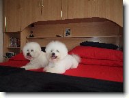 Bichon  poil fris, Bichon Frise