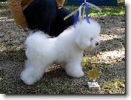 Bichon  poil fris, Bichon Frise